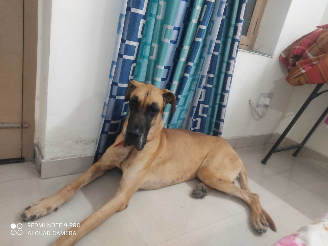 Great Dane Dogs For Mating In Lucknow