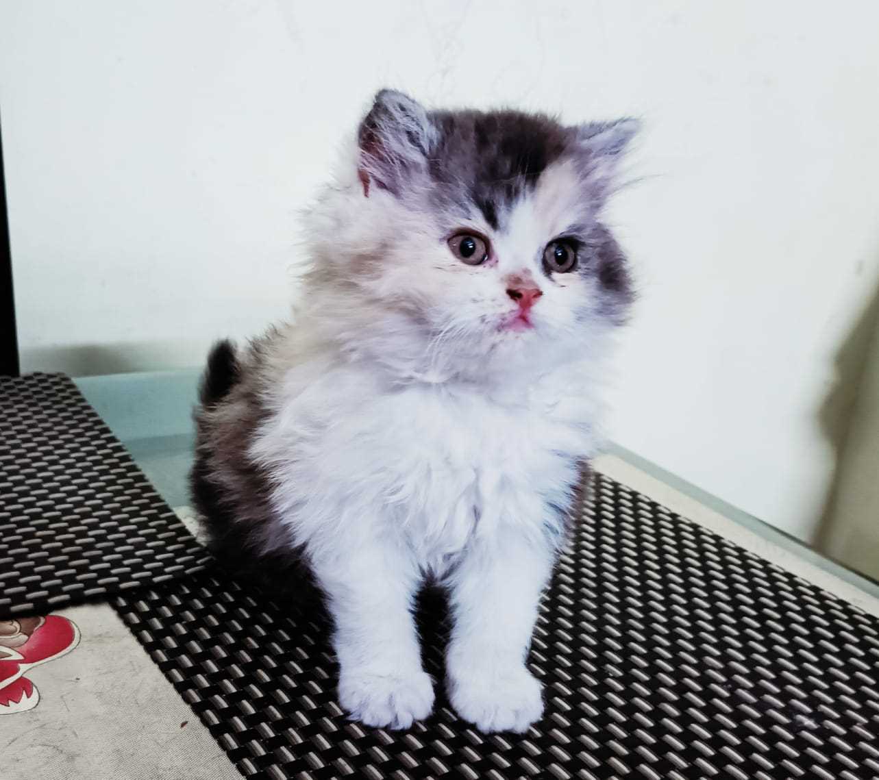Calico For Sale In Kolkata