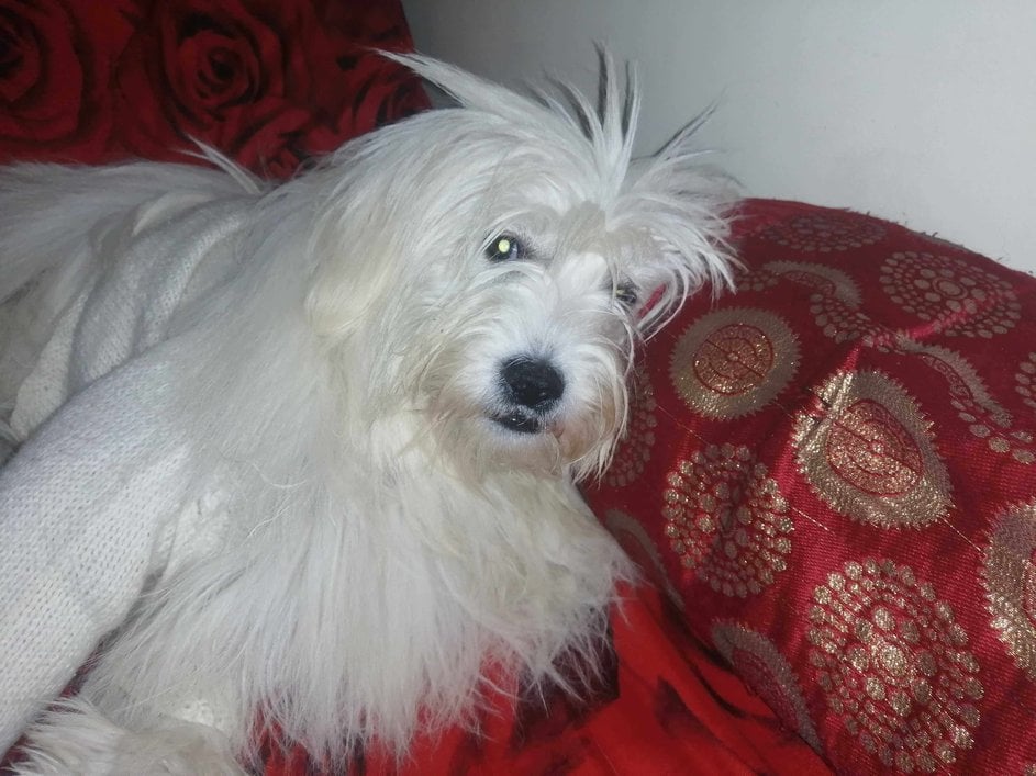 Lhasa Apso Dogs For Mating In Angul
