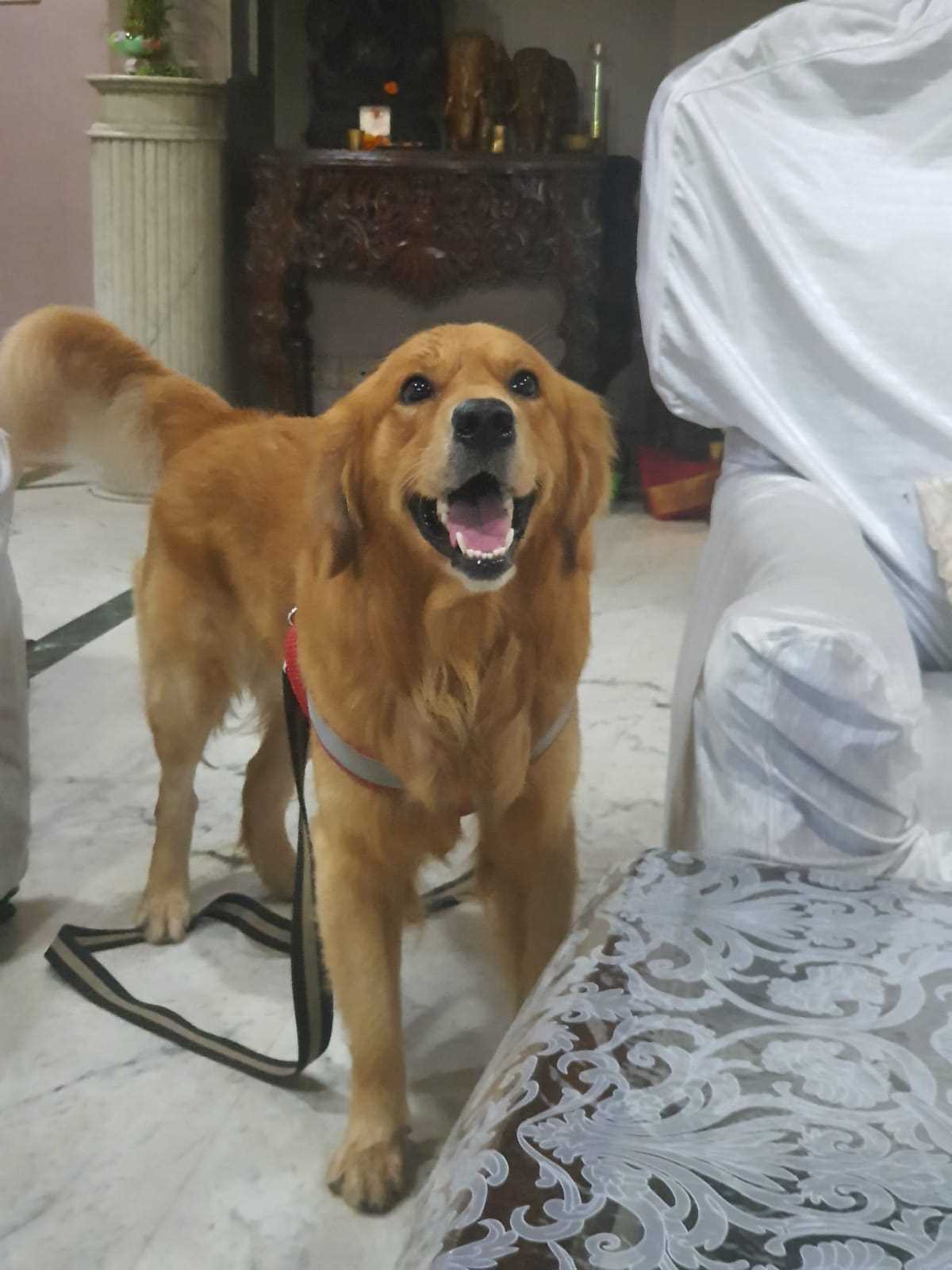 Golden Retriever Dogs For Mating In Sibsagar