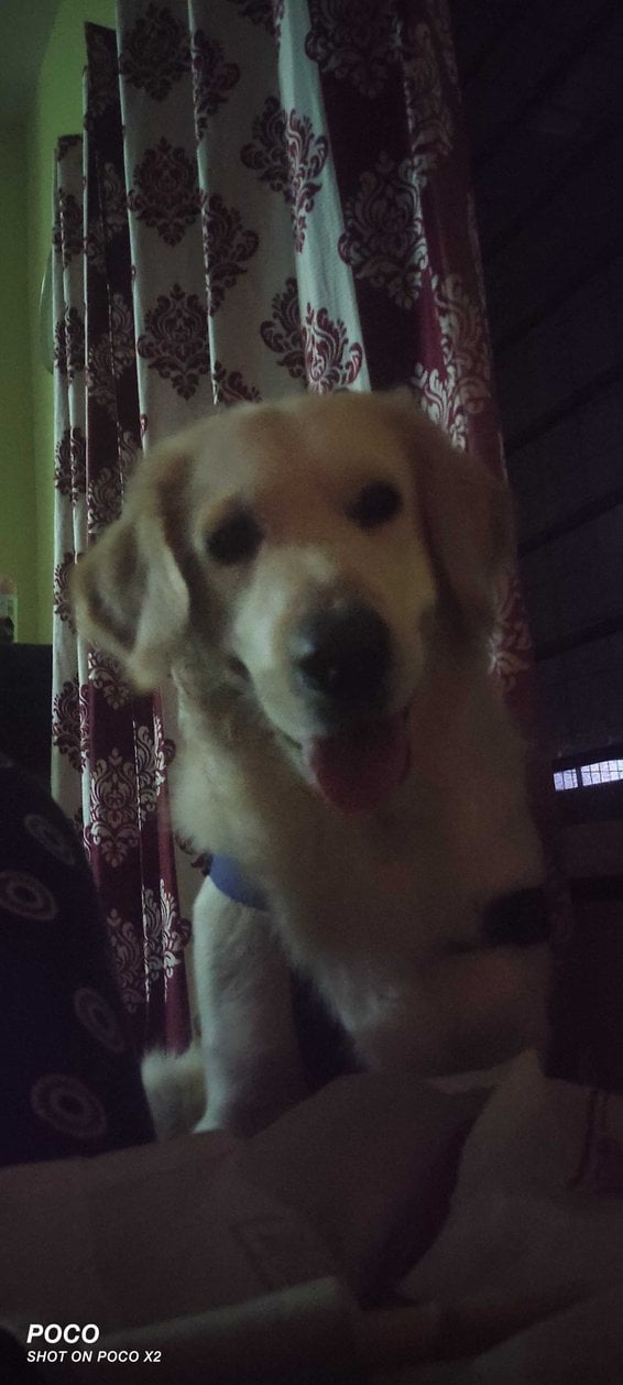 Golden Retriever Dogs For Mating In Bangalore