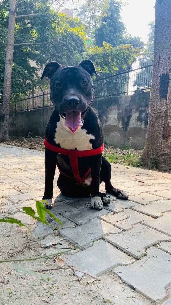 American Pit Bull Terrier Dogs For Mating In Delhi