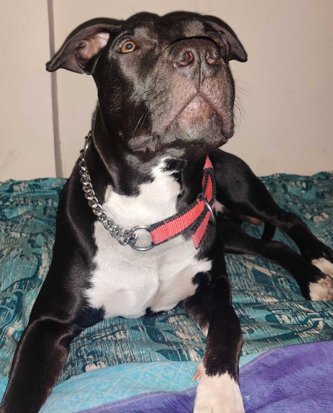 American Pit Bull Terrier Dogs For Mating In Delhi