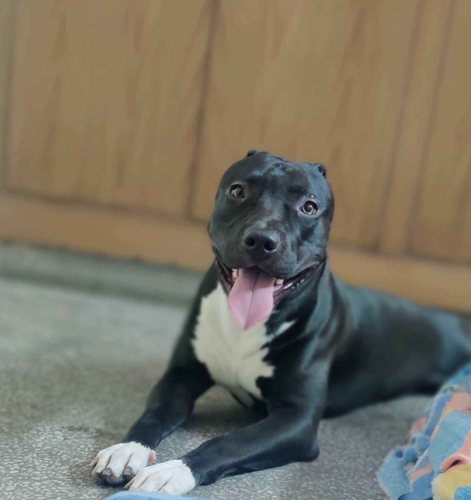 American Pit Bull Terrier Dogs For Mating In Delhi