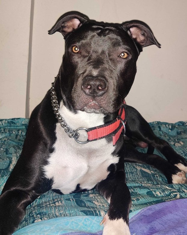 American Pit Bull Terrier Dogs For Mating In Delhi