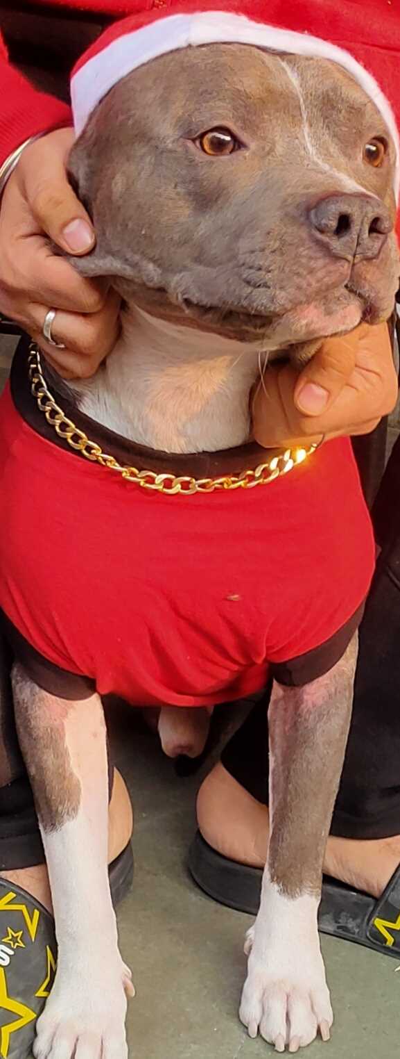 Pitbull Dogs For Mating In Delhi