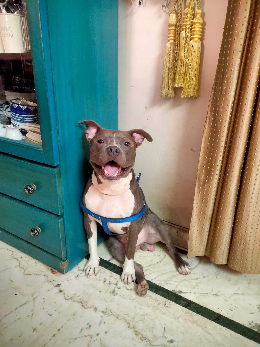 Pitbull Dogs For Mating In Delhi