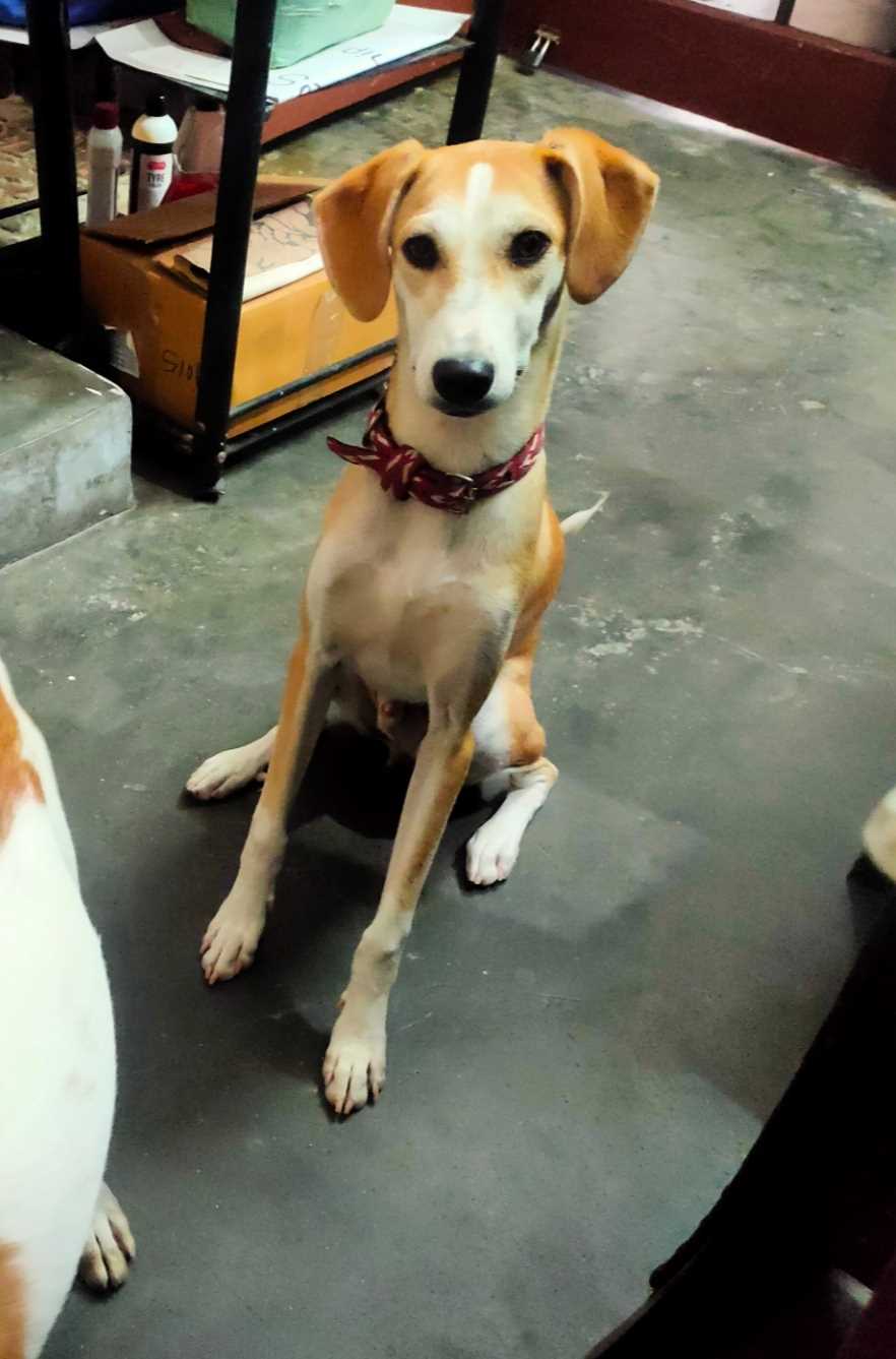 Indian Breed For Adoption In Amritsar
