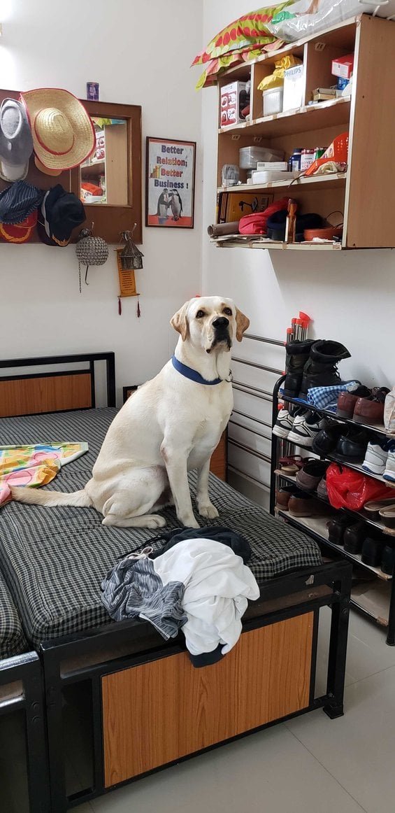 Labrador Retriever Dogs For Mating In Chennai