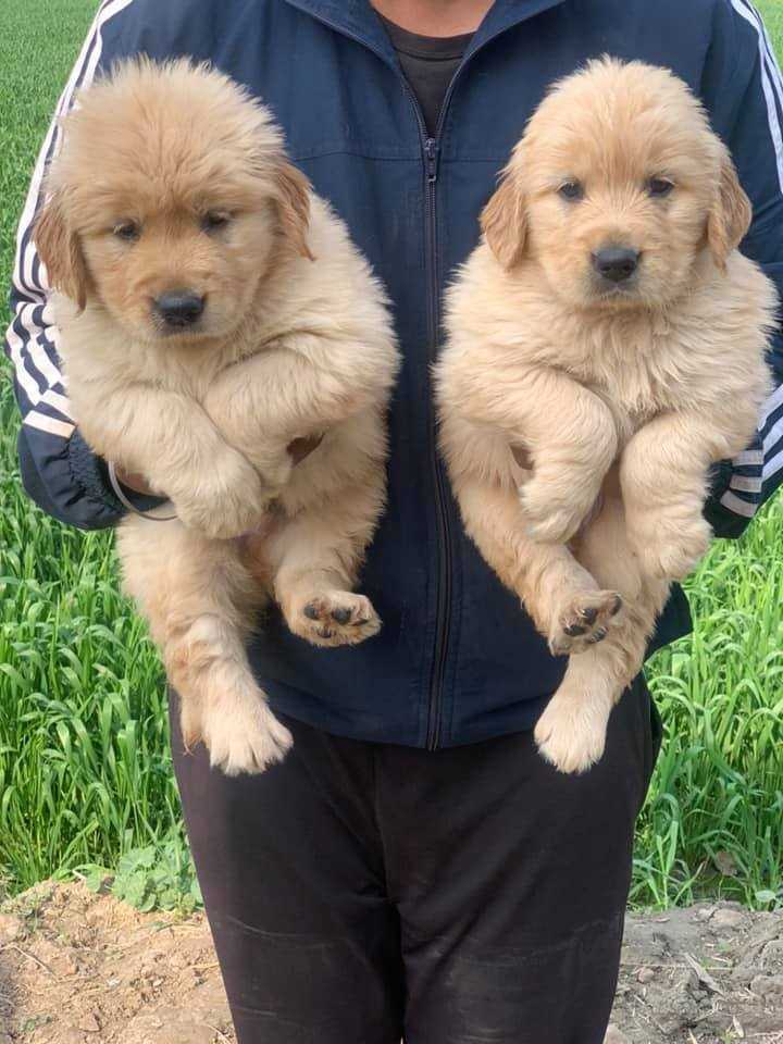 Golden Retriever For Sale In Ahmedabad