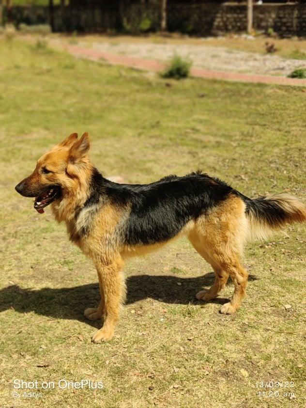 German Shepherd Dogs For Mating In Hyderabad