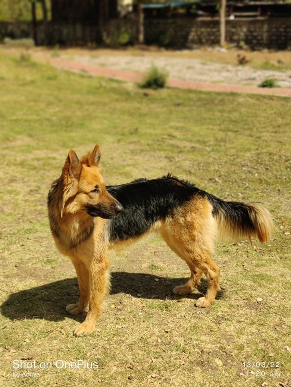 German Shepherd Dogs For Mating In Hyderabad