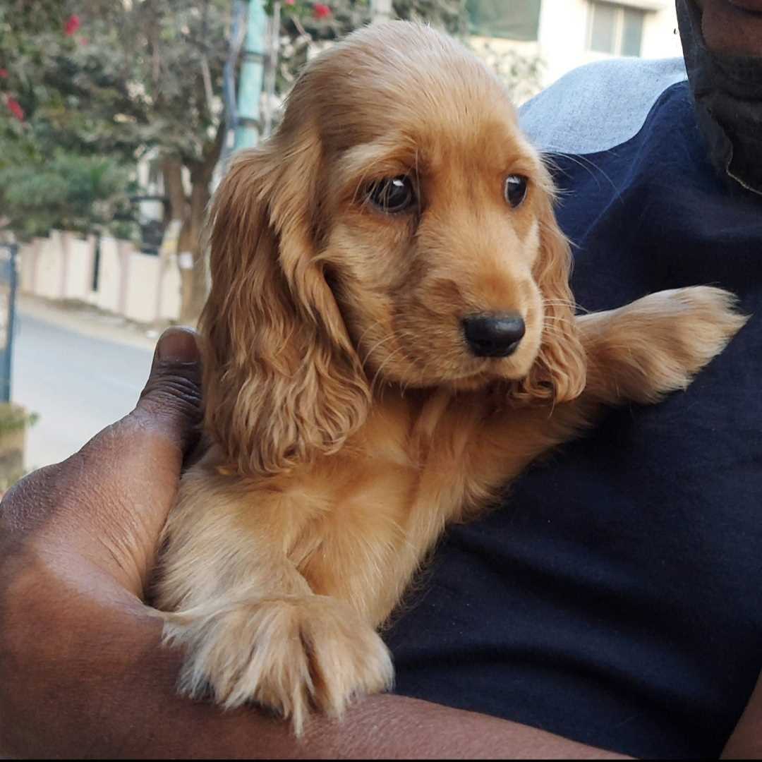 Cocker Spaniel For Sale In Guwahati