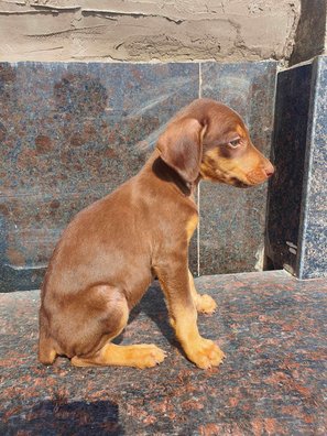 Doberman For Sale In Hyderabad