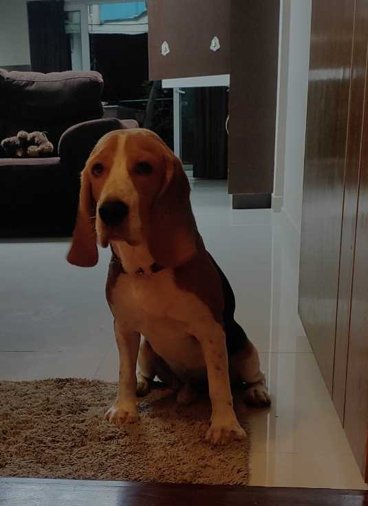 Beagle Dogs For Mating In Delhi