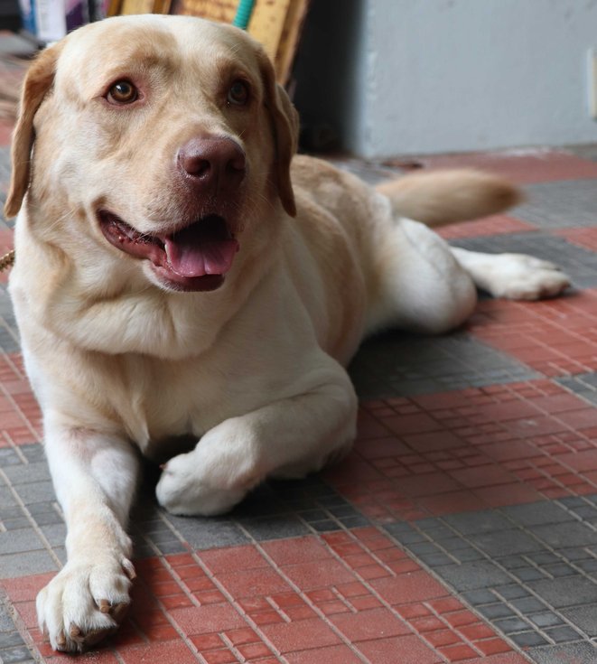 Labrador Retriever Dogs For Mating In Eluru