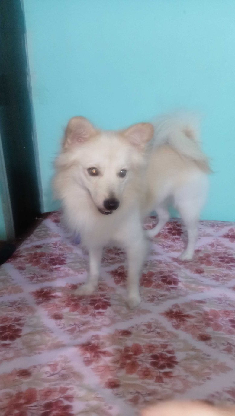 Papillon For Adoption In Dhanbad