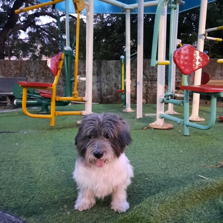 Lhasa Apso For Adoption In West Kameng