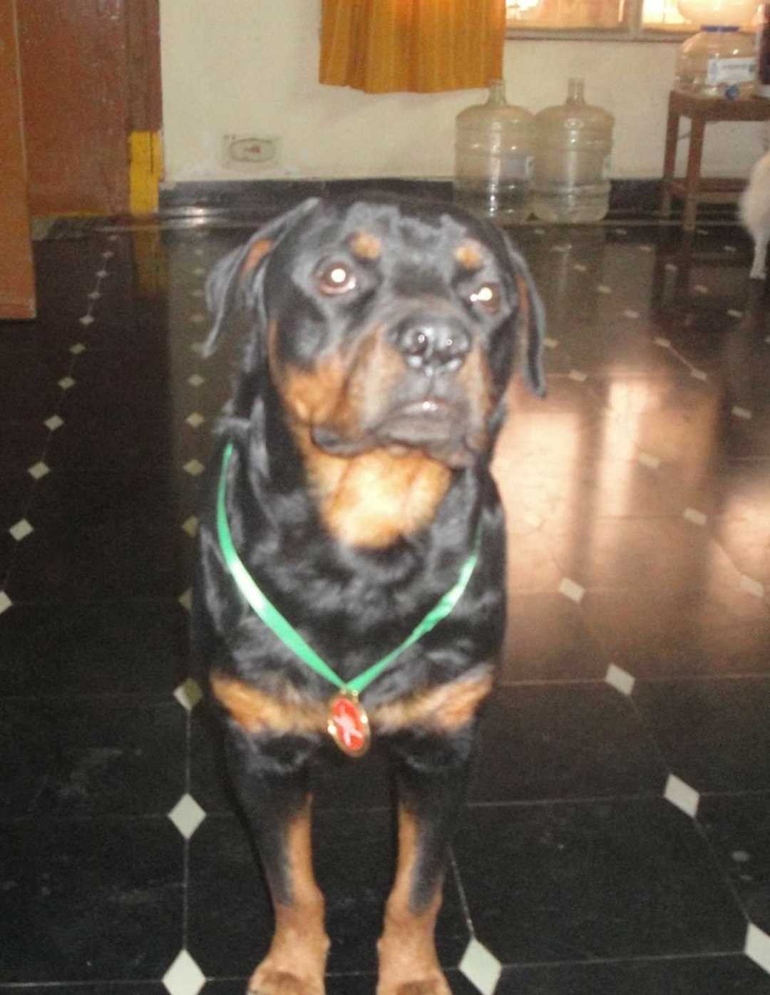 Rottweiler Dogs For Mating In Chennai