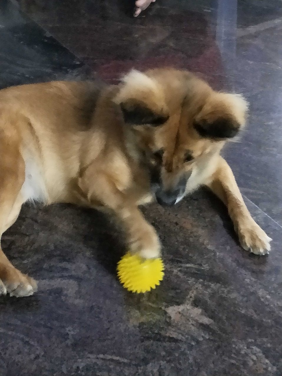 Golden Shepherd Dogs For Mating In Hyderabad