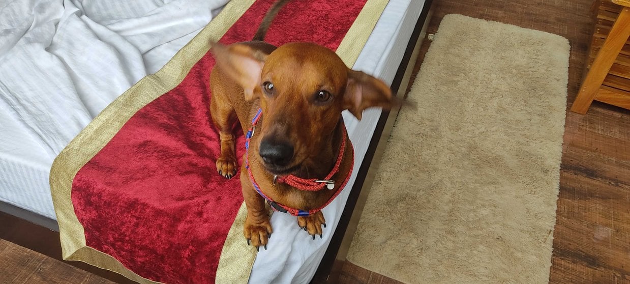 Dachshund Dogs For Mating In Gurgaon