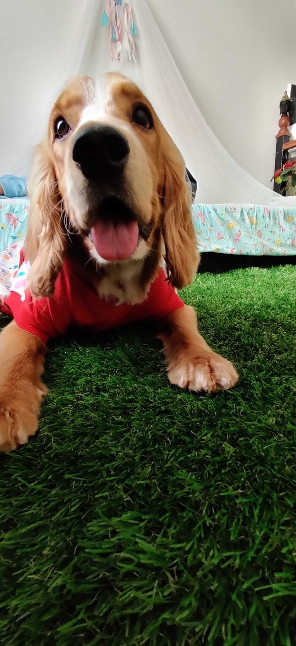 Cocker Spaniel Dogs For Mating In Bangalore