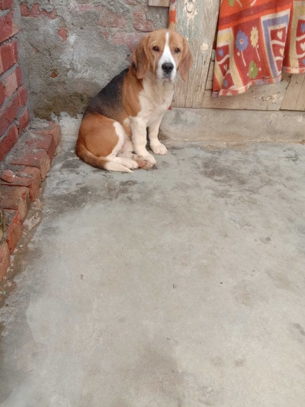 Beagle Dogs For Mating In Delhi