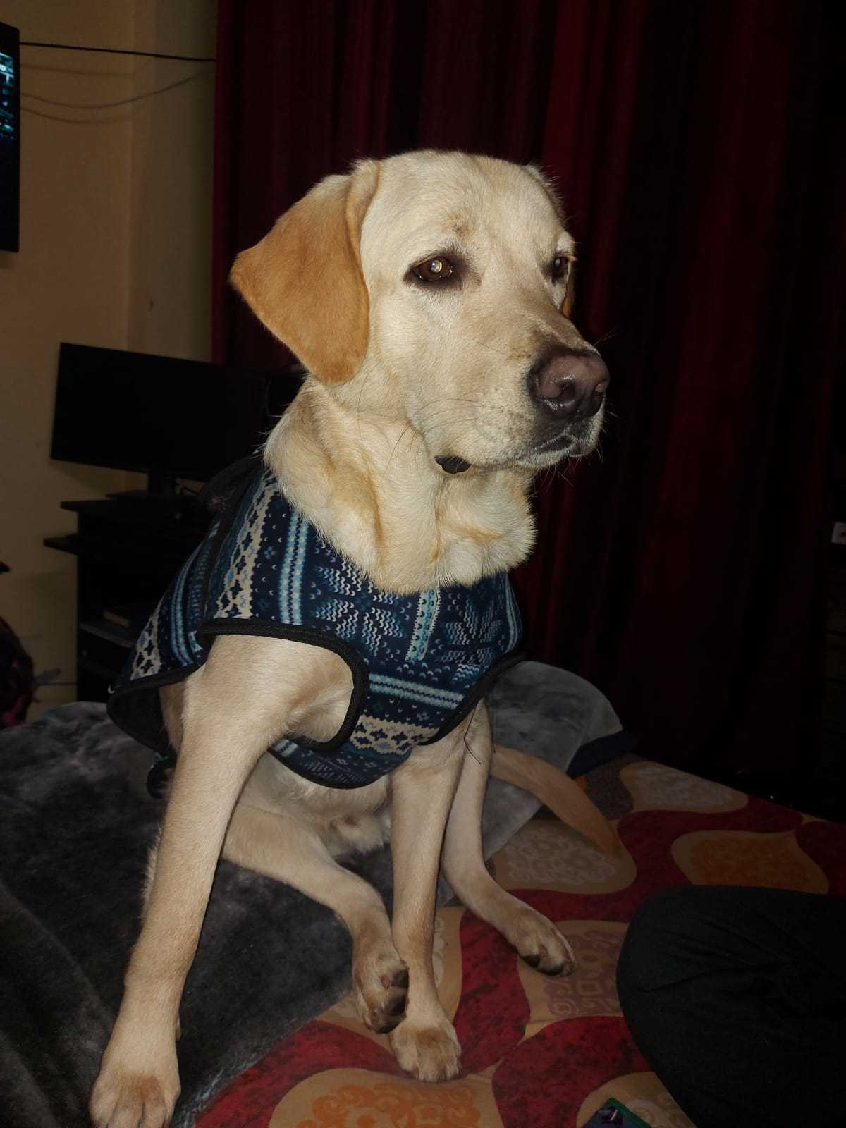 Labrador Retriever Dogs For Mating In Gangtok