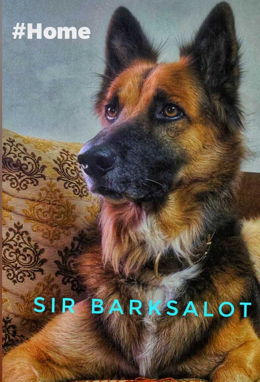 German Shepherd Dogs For Mating In Jaipur