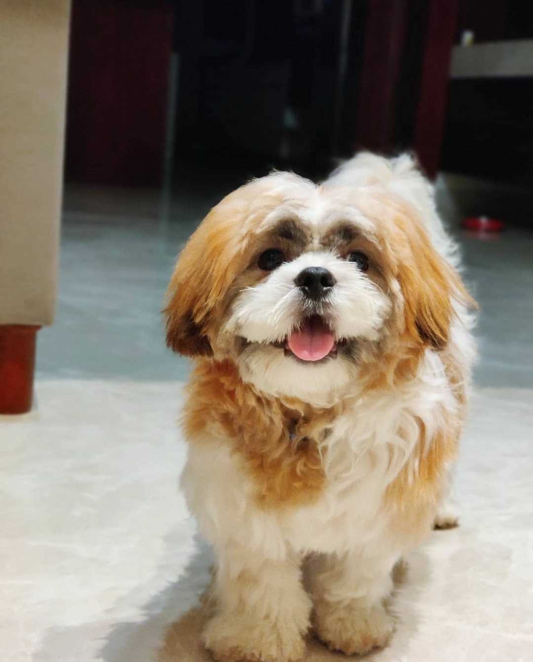 Shih Tzu Dogs For Mating In Kochi