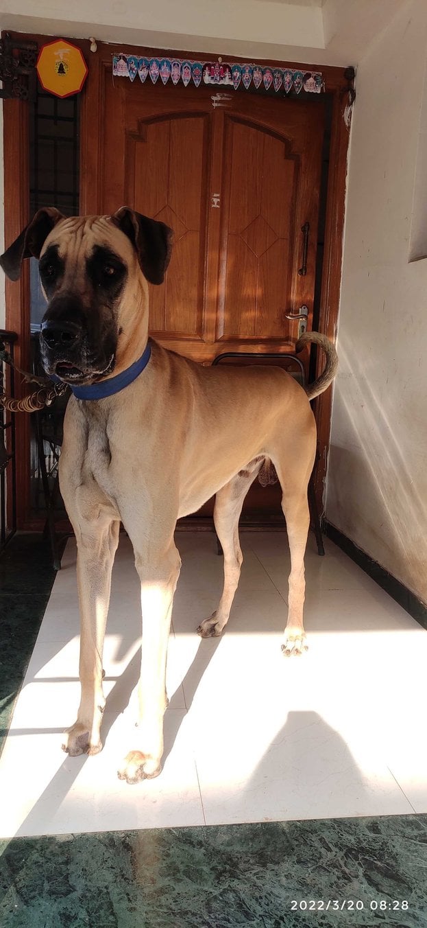 Great Dane Dogs For Mating In Coimbatore