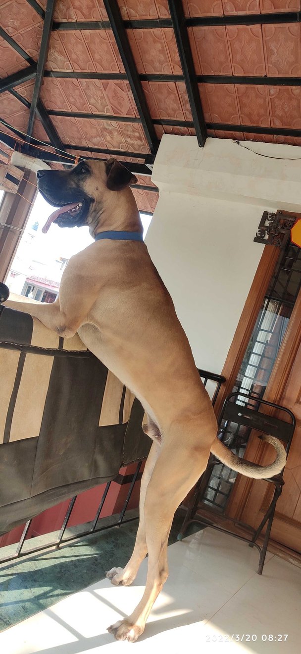 Great Dane Dogs For Mating In Coimbatore