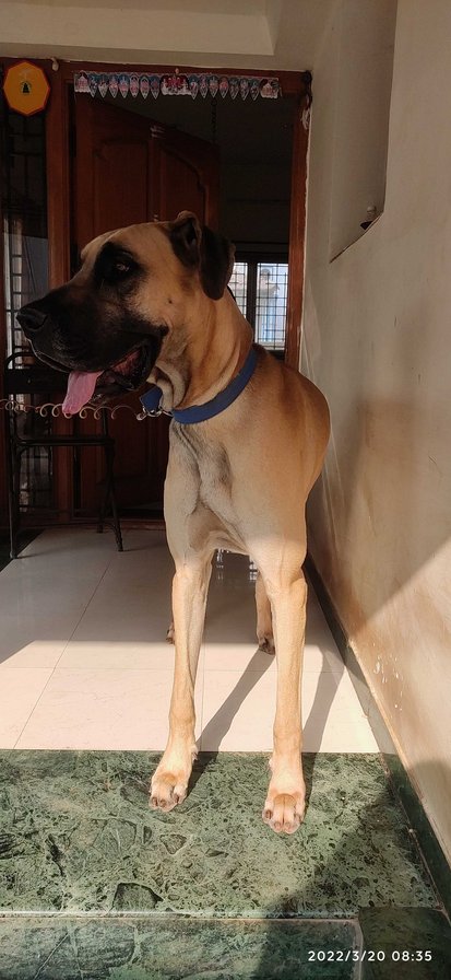 Great Dane Dogs For Mating In Coimbatore