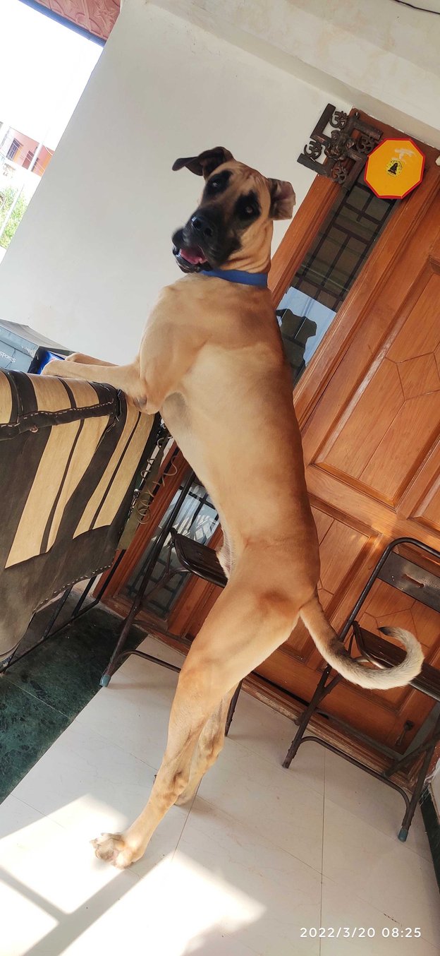 Great Dane Dogs For Mating In Coimbatore