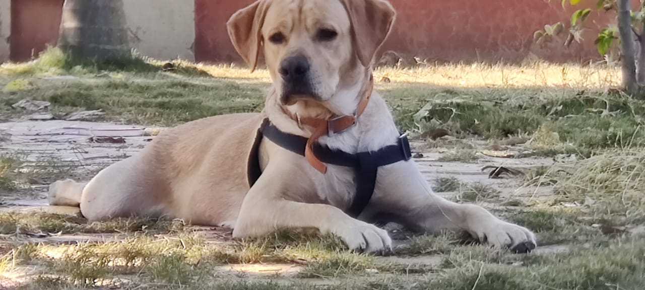 Labrador Retriever Dogs For Mating In Pune