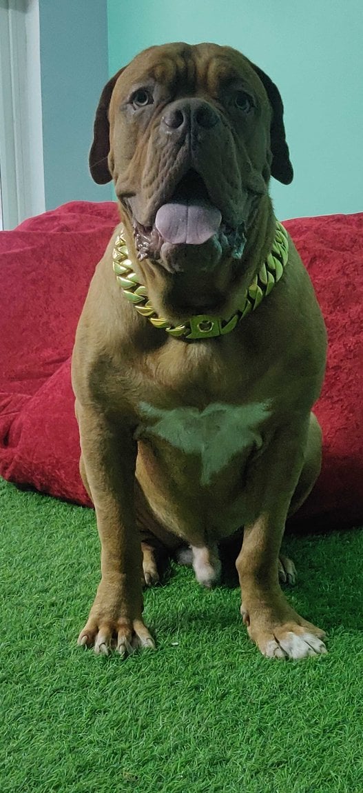 French Mastiff Dogs For Mating In Kolkata