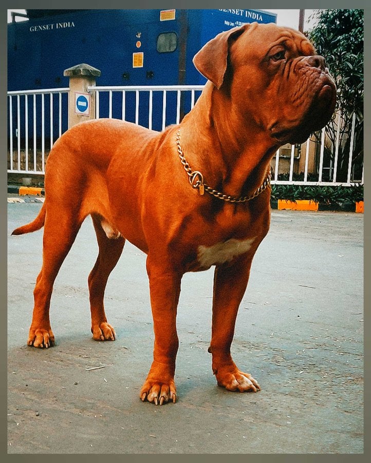 French Mastiff Dogs For Mating In Kolkata