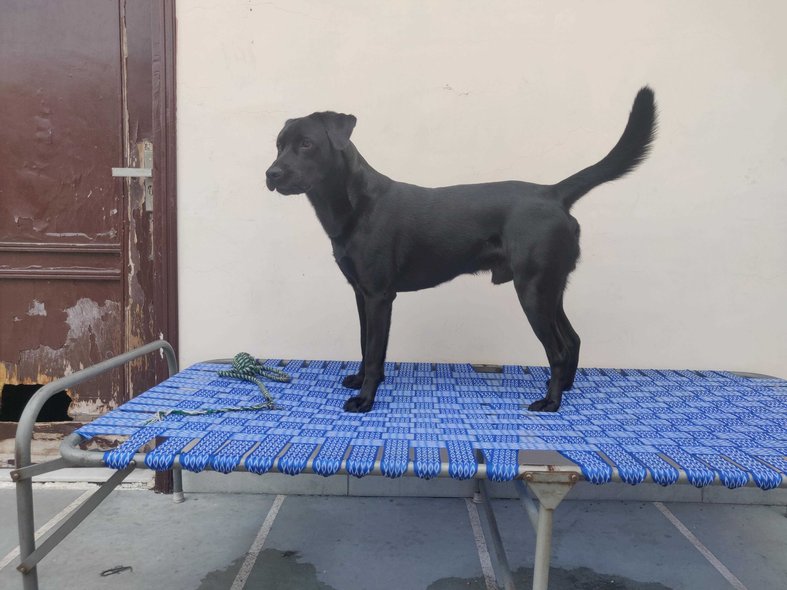Labrador Retriever Dogs For Mating In Eluru