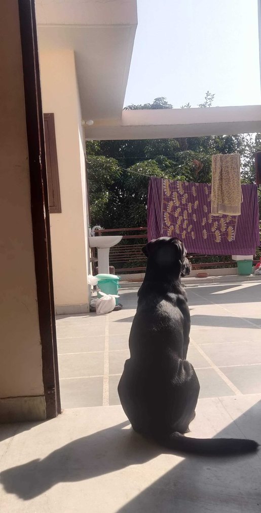 Labrador Retriever Dogs For Mating In Eluru