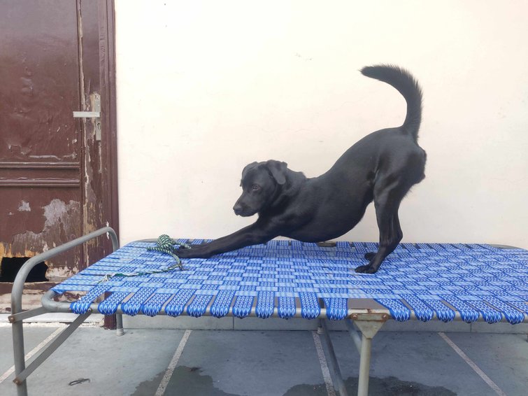 Labrador Retriever Dogs For Mating In Eluru