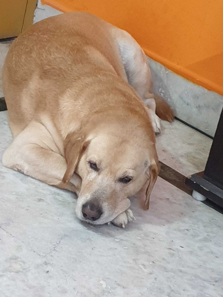 Labrador Retriever Dogs For Mating In Patna