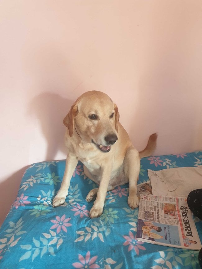 Labrador Retriever Dogs For Mating In Patna