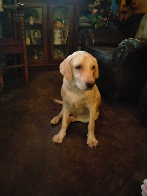 Labrador Retriever Dogs For Mating In Guwahati