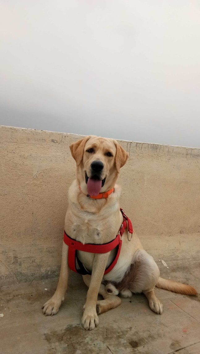 Labrador Retriever Dogs For Mating In Kannur