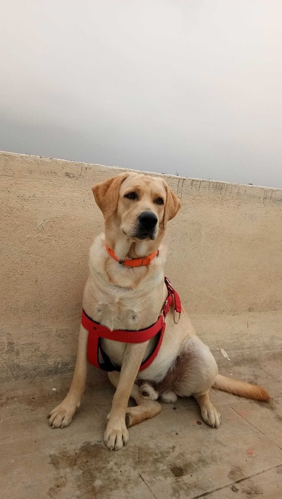Labrador Retriever Dogs For Mating In Kannur