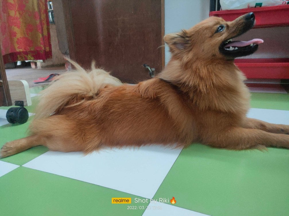 Culture Pomeranian Dogs For Mating In Coimbatore