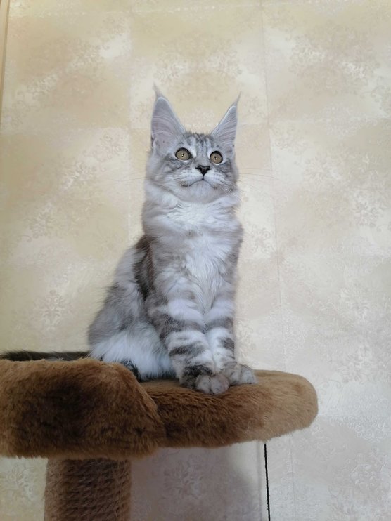 Maine Coon For Sale In Chennai