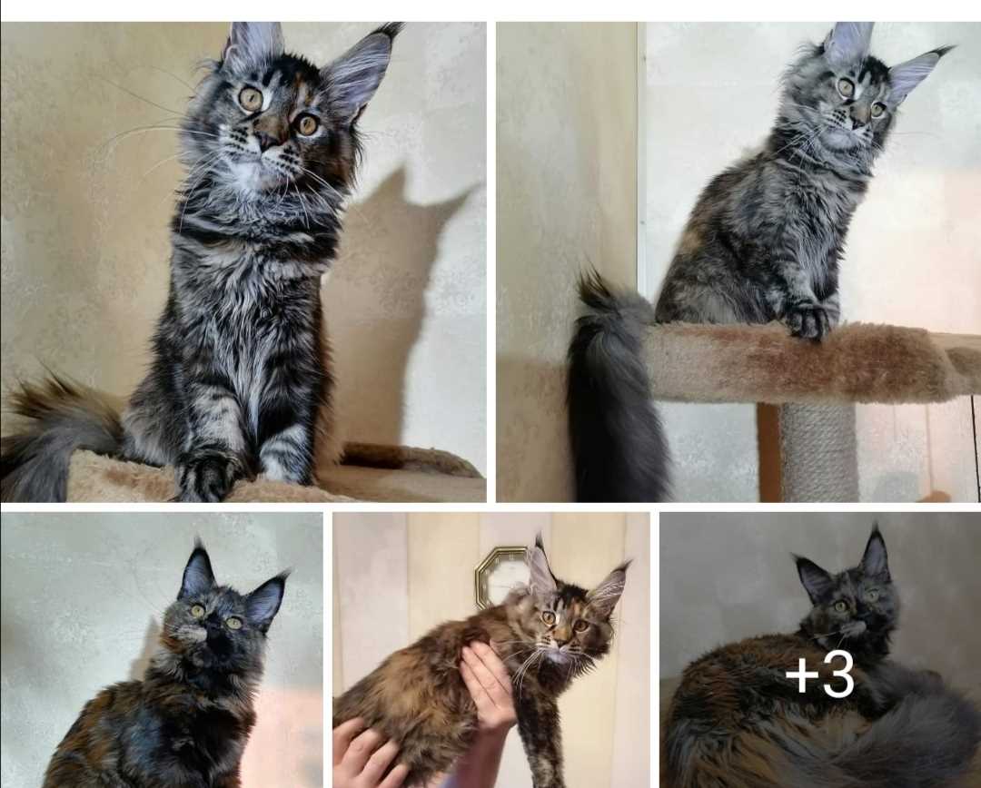 Maine Coon For Sale In Chennai