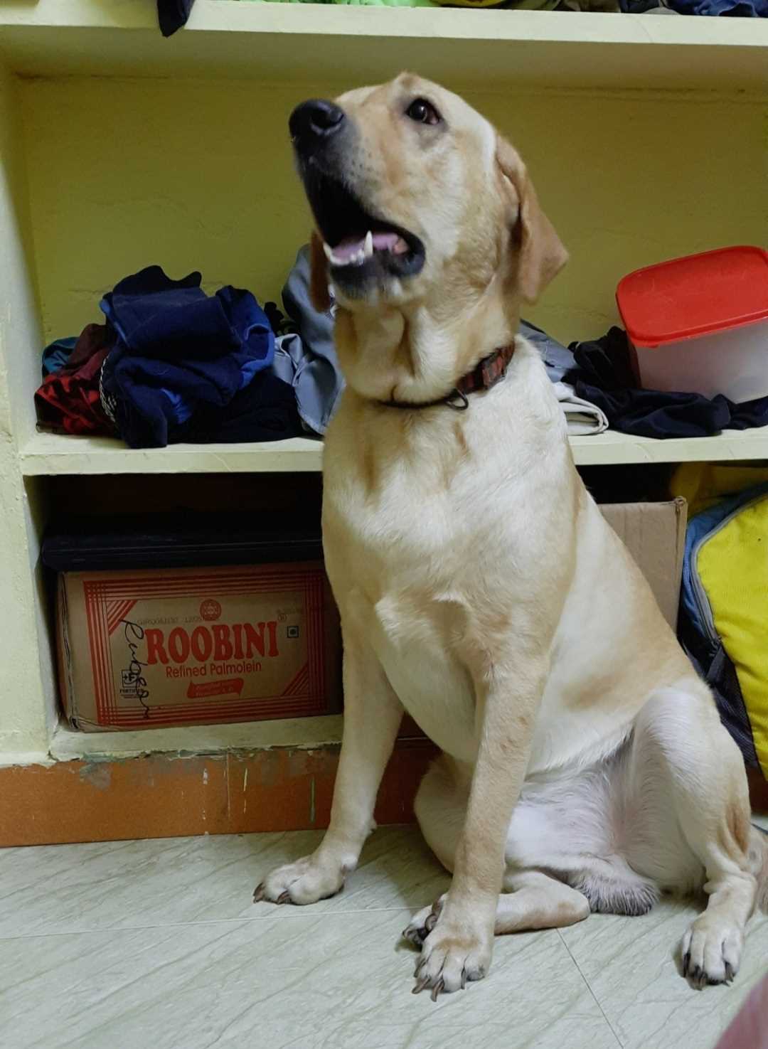 Labrador Retriever Dogs For Mating In Chennai