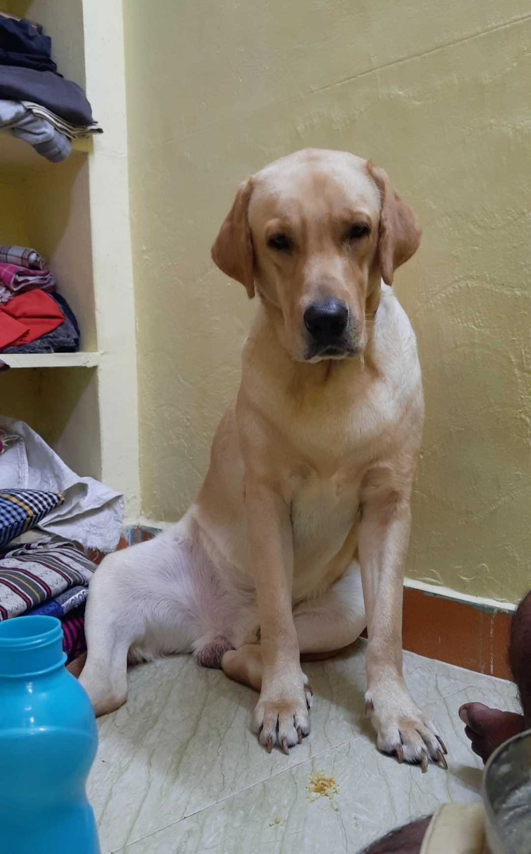 Labrador Retriever Dogs For Mating In Chennai